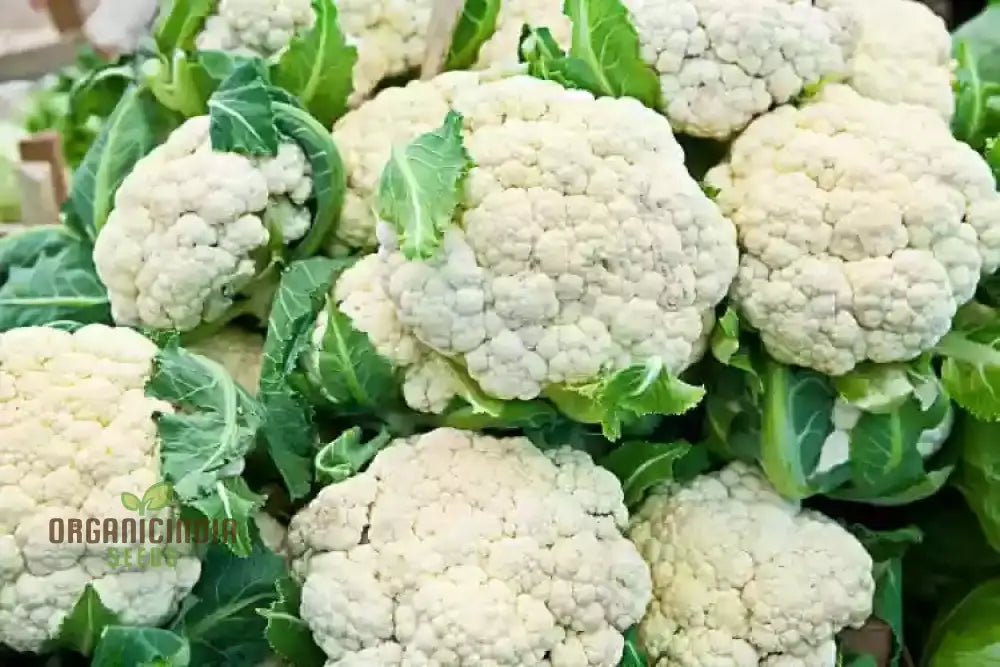 Clapton F1 Cauliflower Growing in Garden Bed from Seeds