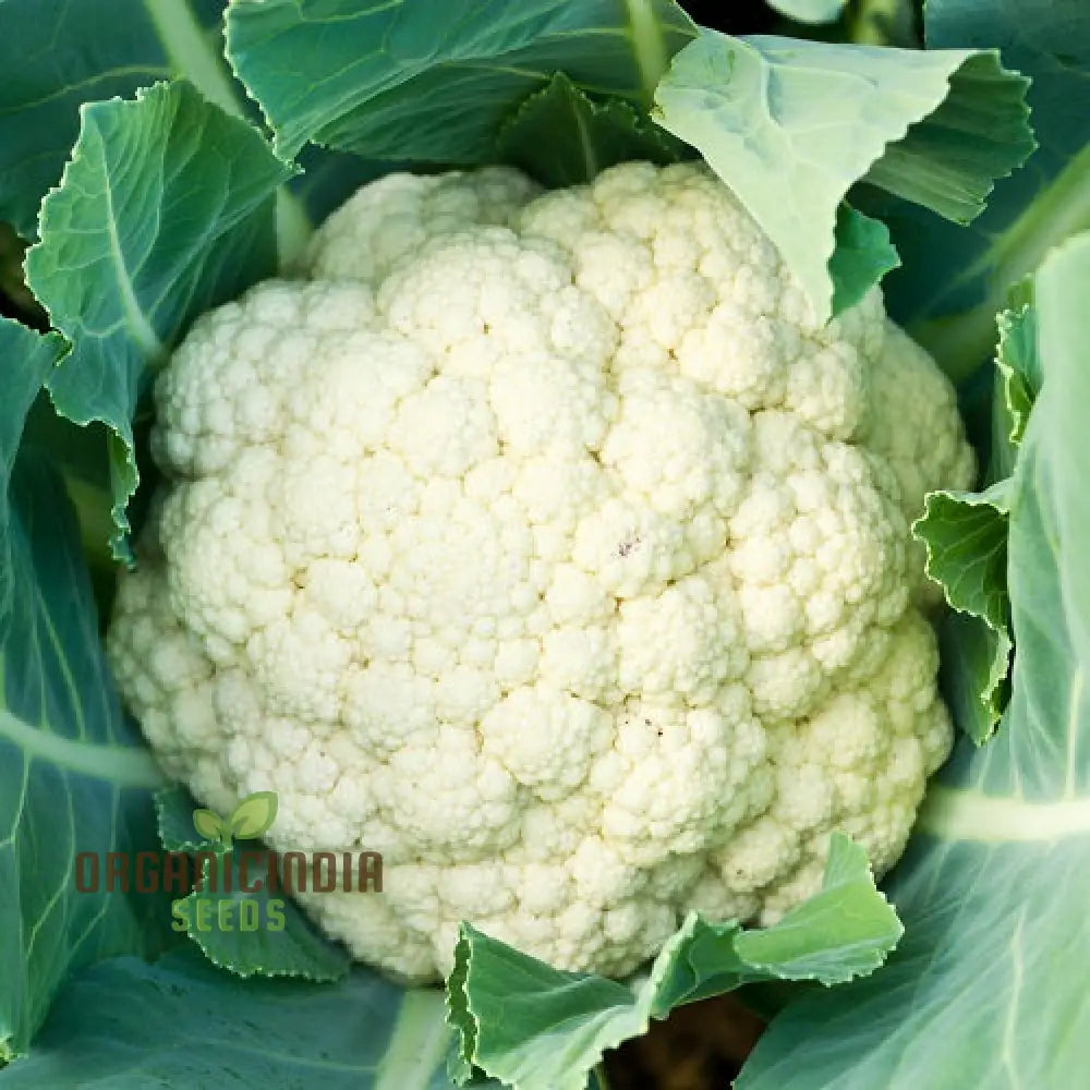 Mature Clapton F1 Cauliflower Plant with Firm Heads