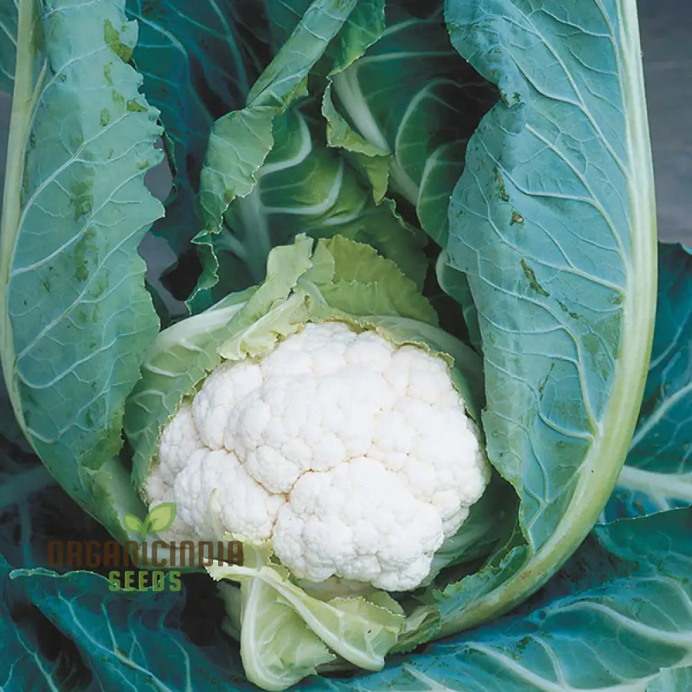 Large, Firm Clapton F1 Cauliflower Ready for Harvest