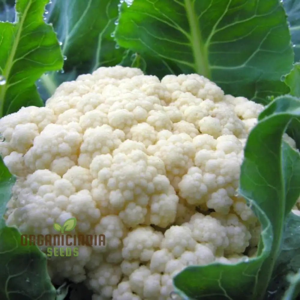 Harvested All Year Round Cauliflower Heads from Seeds, Fresh Garden Vegetable