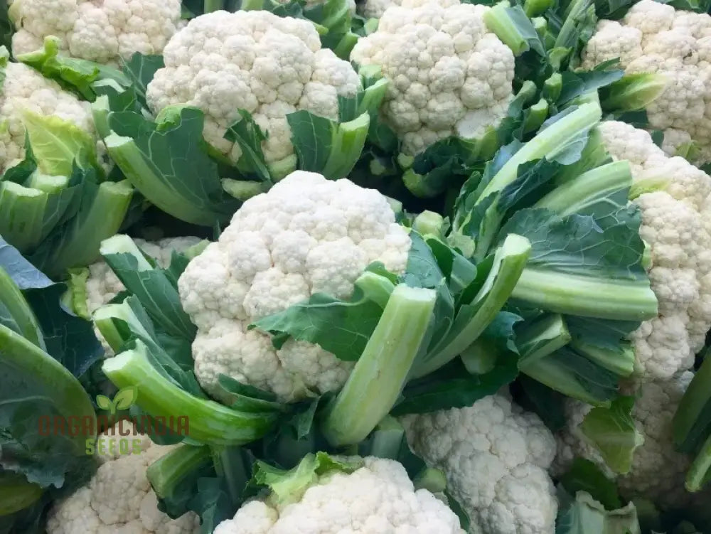 Dense White Cauliflower Head from Alpha Seeds, Organic Gardening
