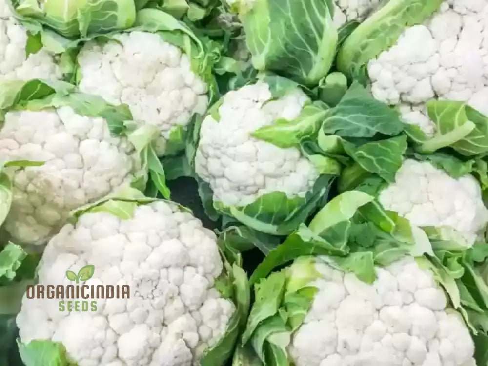 All Year Round Cauliflower Plants Growing in Garden Bed from Seeds