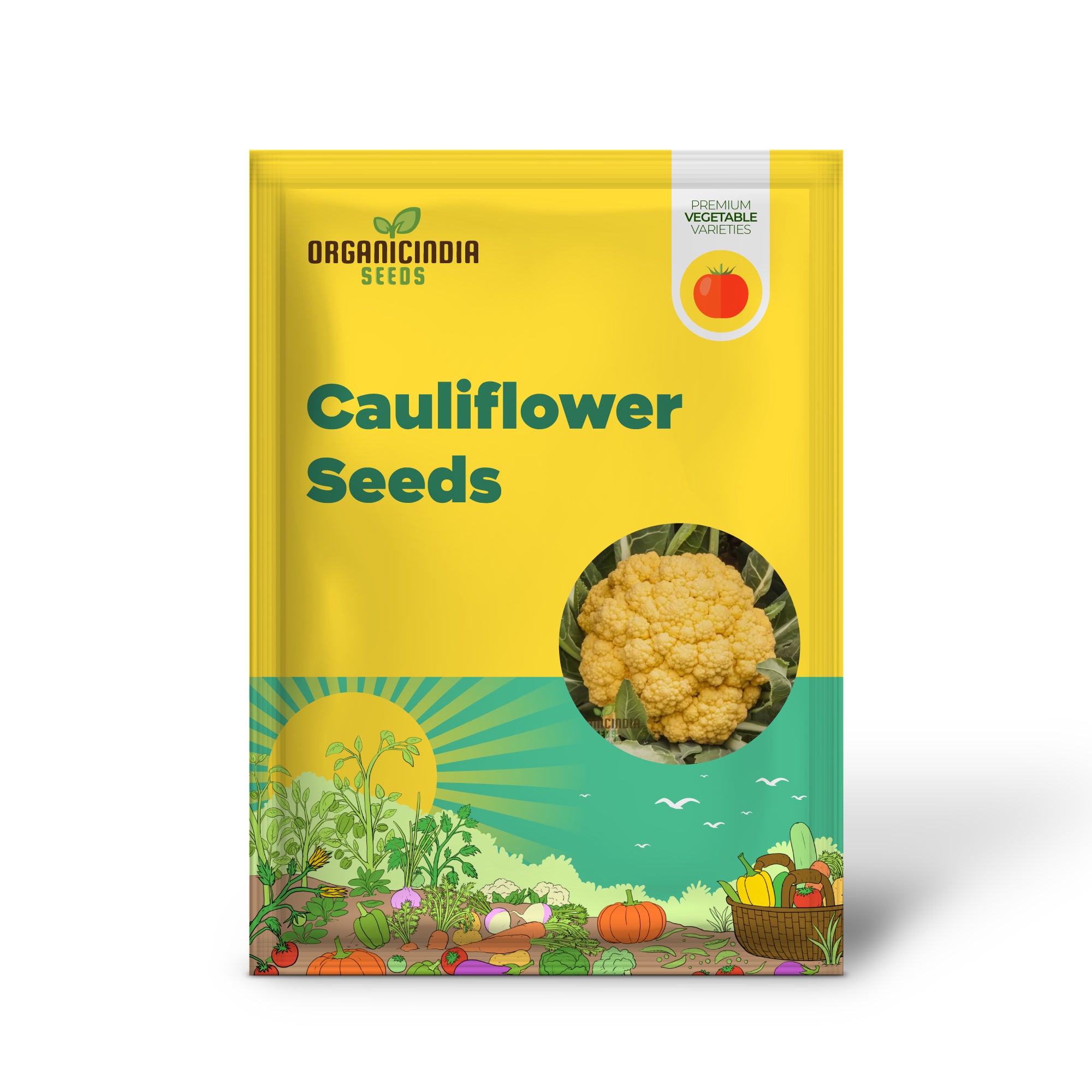 Sunset Cauliflower Seedlings Growing in Garden, Nutritious Vegetable Plants
