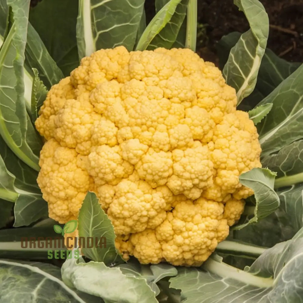 Sunset Cauliflower Seeds Packet, Non-GMO Orange Cauliflower Variety