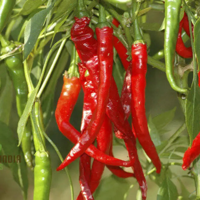 Mature Cayenne Long Red Thin Pepper Plant from Seeds, Vigorous Garden Growth