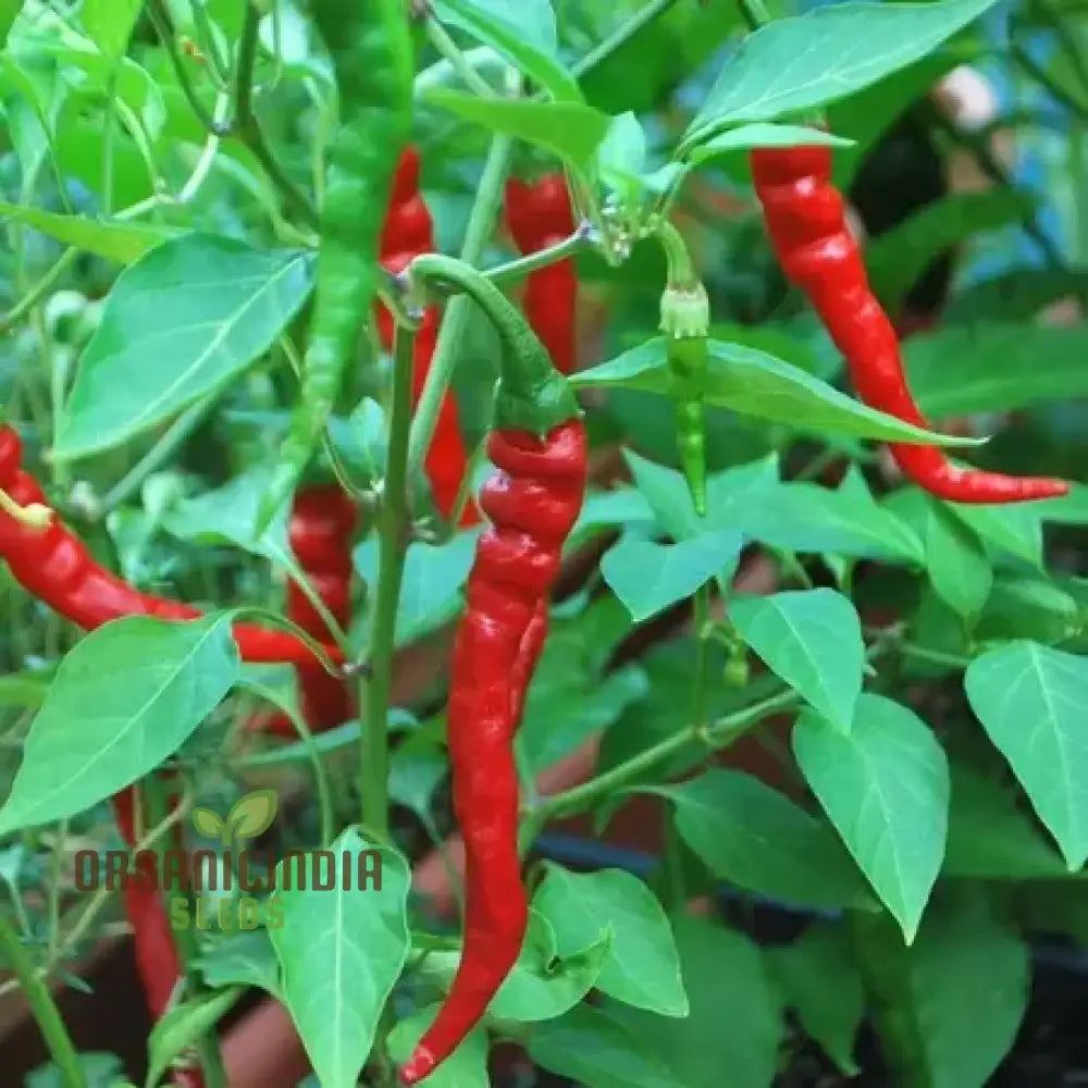 Cayenne Long Red Thin Peppers Growing on Plant, Vibrant Red Hot Peppers