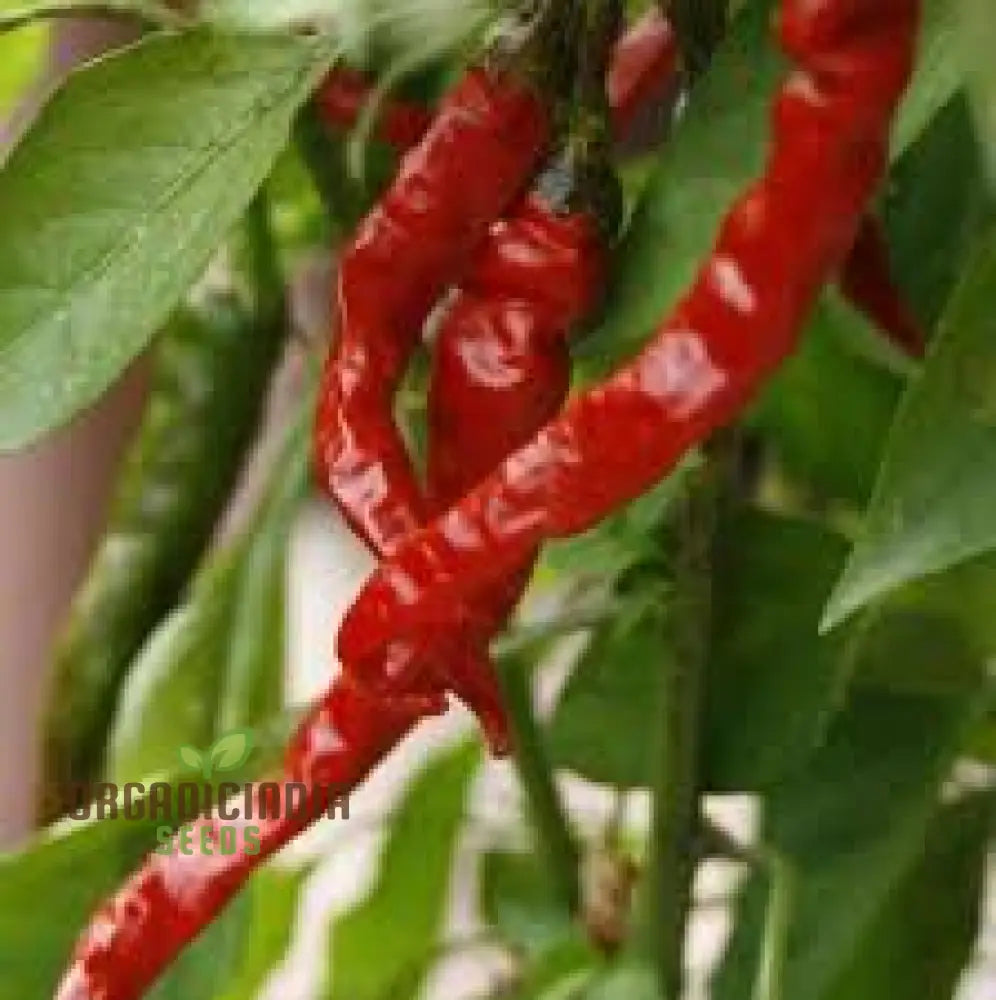 Cayenne Long Red Thin Hot Pepper Seeds for Planting, Non-GMO High Germination Seeds