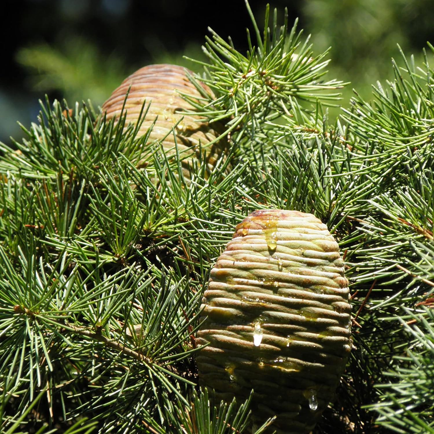 Cedrus libani Seedlings Emerging from Seeds