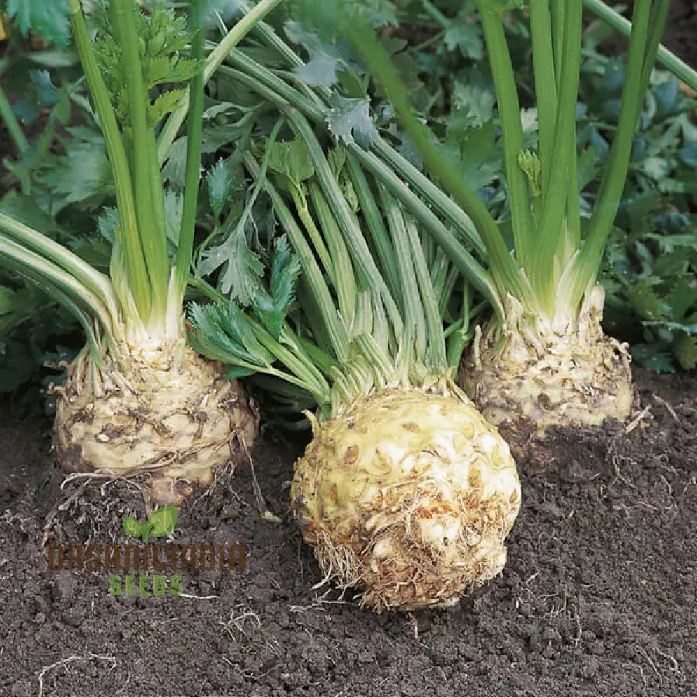 Mature Ilona F1 Celeriac Plant with Large Roots