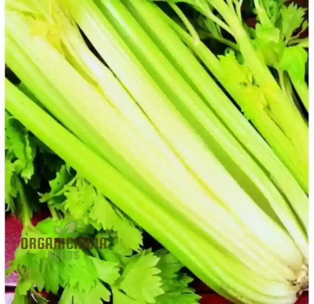 Golden Self Blanching Celery Seeds for Home Garden, High-Yield Vegetable Seeds