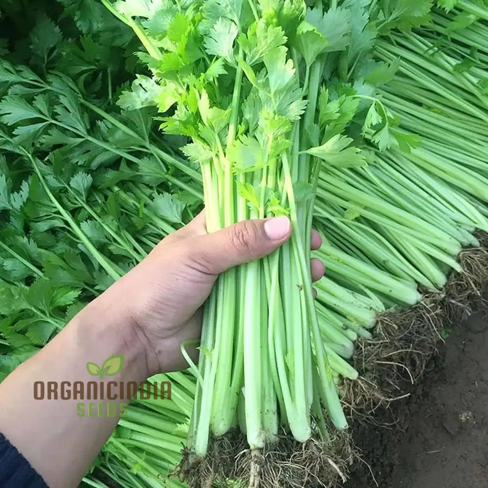 Tender Crisp Celery Growing in Garden Bed from Seeds