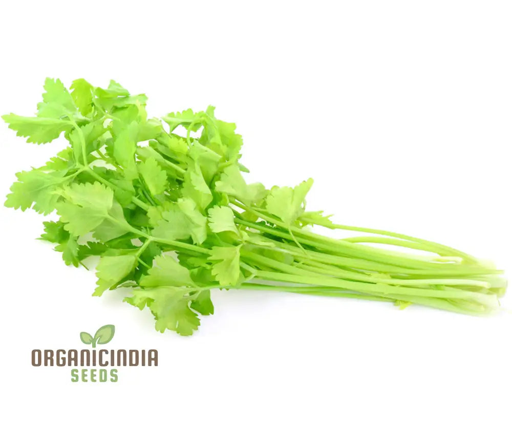 Harvested Tender Crisp Celery Stalks from Seeds, Homegrown Vegetable