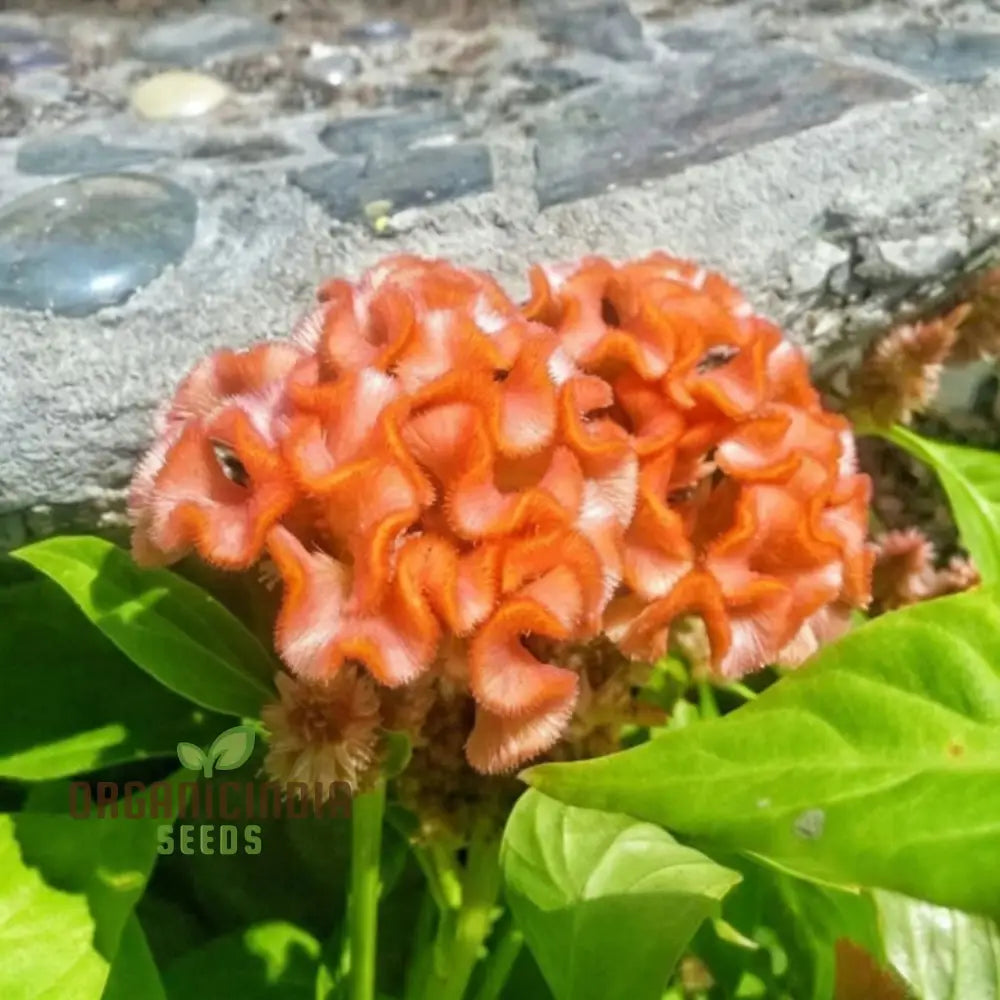 Cockscomb Celosia Growing in Pot Container