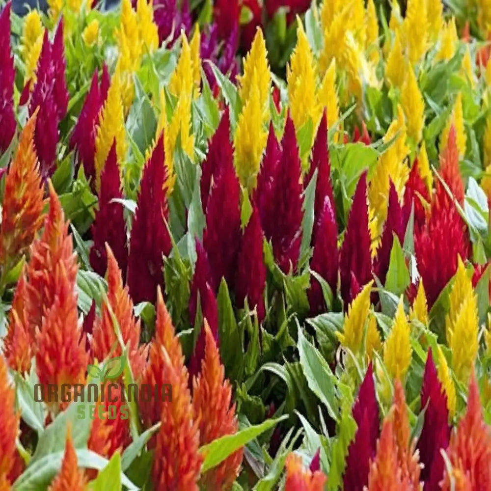 Celosia Plumosa Pampus mixed flower seeds for planting