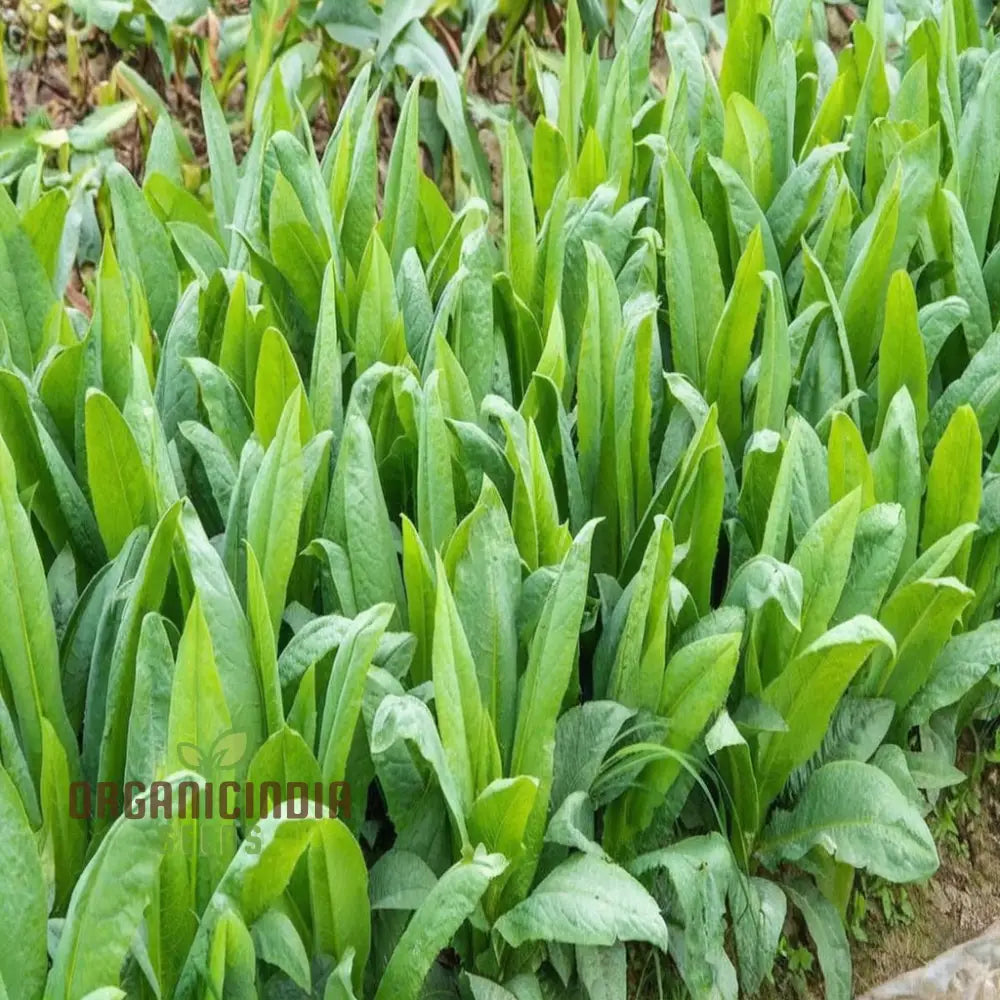 Celtuce Lettuce Seeds for Planting, Heirloom Lettuce Seeds