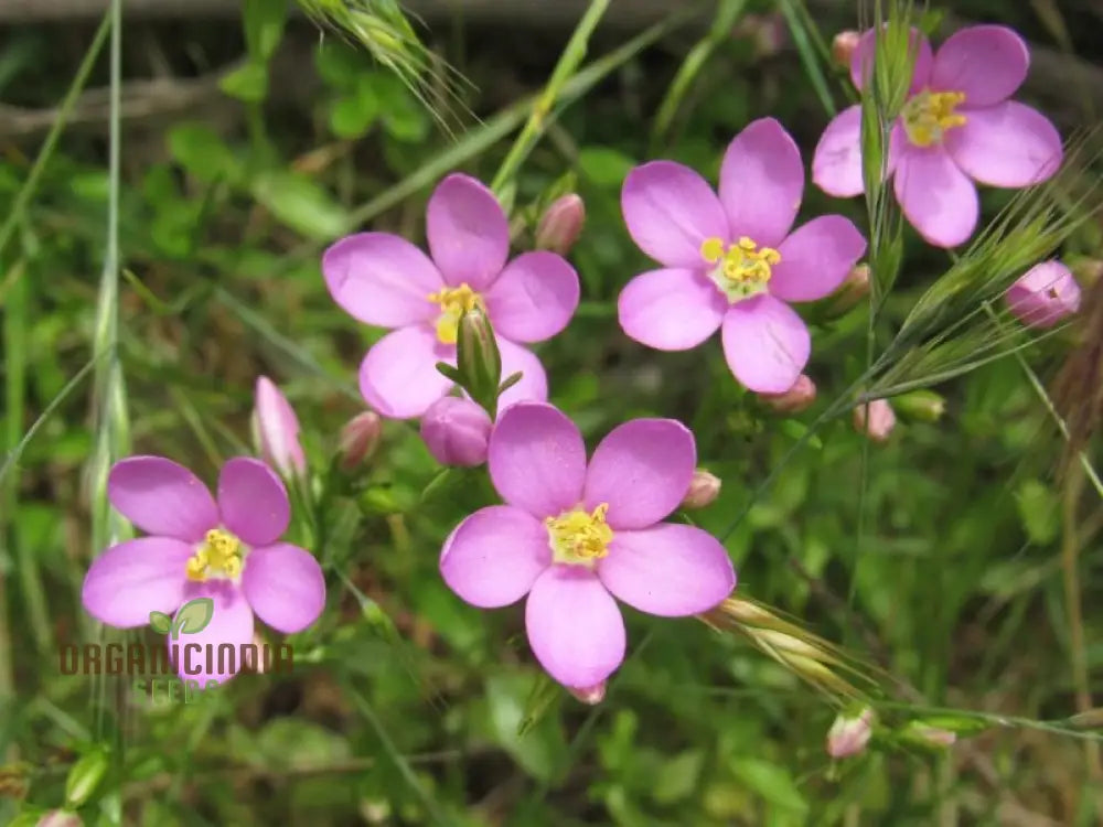 Pink Centaurium Wildflower Seeds for Home Gardening