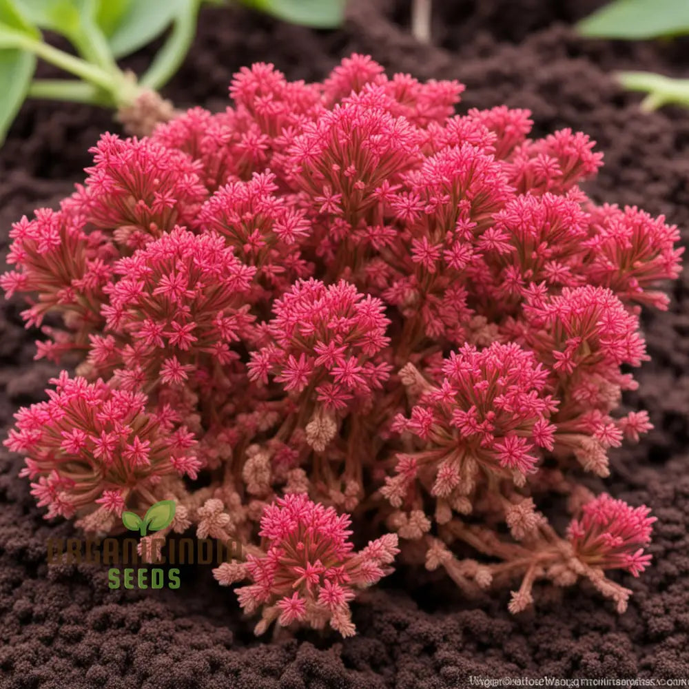 Centranthus Ruber Red Seeds for Colorful Garden Planting
