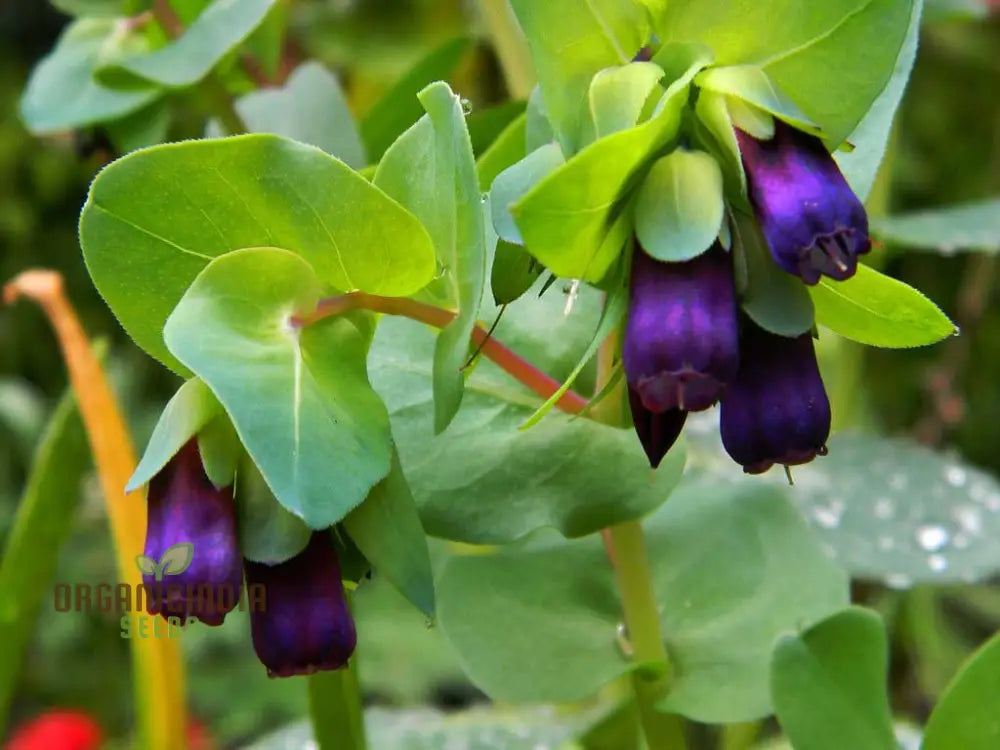 Cerinthe seeds for container gardening blue purple blooms