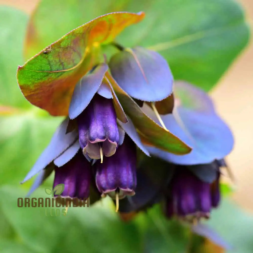 Cerinthe Major Purpurascens seeds striking blue purple blooms