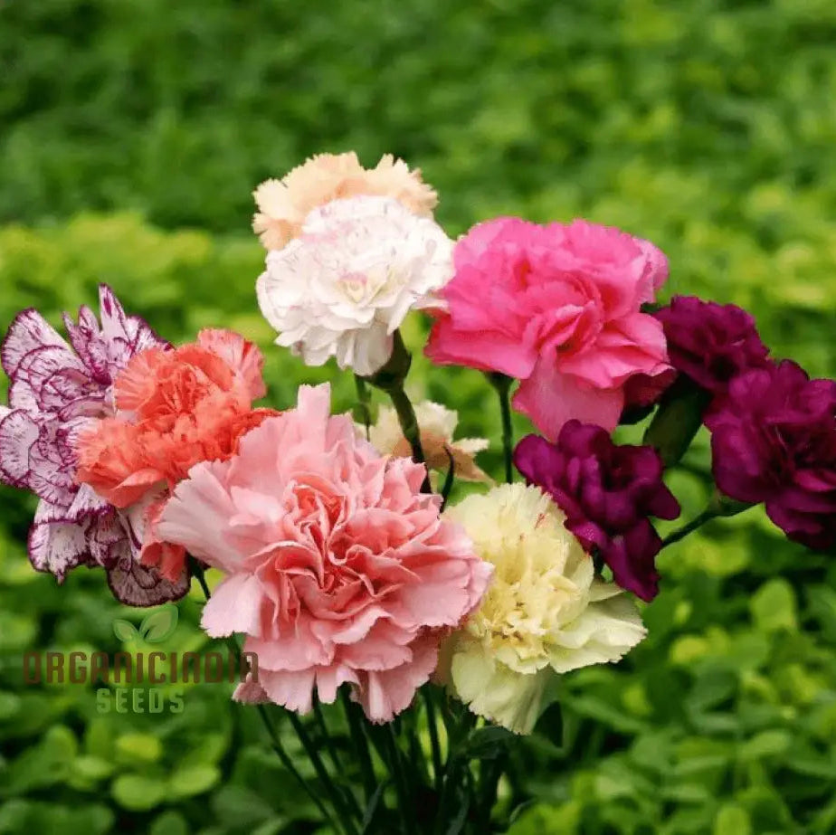 Chabaud Mix Hollyhock seeds for vibrant garden flowers