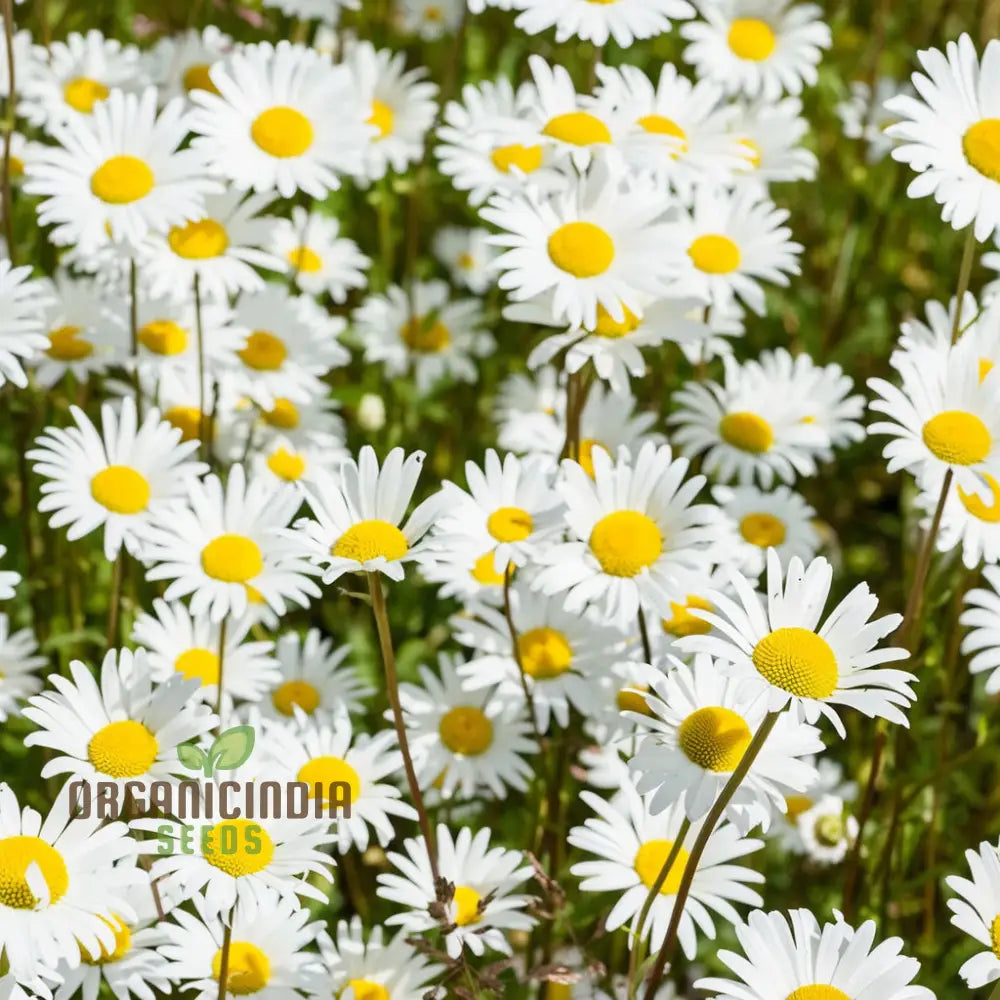 Chamomile (Anthems Nobilis) Seeds - Grow Your Own Calming And Aromatic Herb Flower Seeds