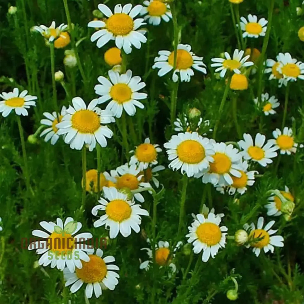 Chamomile (Anthems Nobilis) Seeds - Grow Your Own Calming And Aromatic Herb Flower Seeds