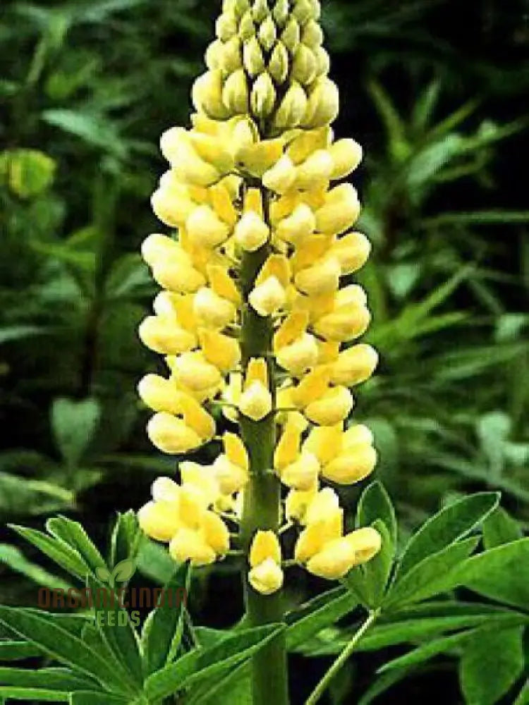 Lupinus chandelier seeds radiant lupine flowers for gardens