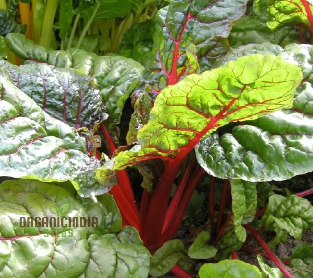 Rhubarb Chard Plants Growing in Garden Bed from Seeds