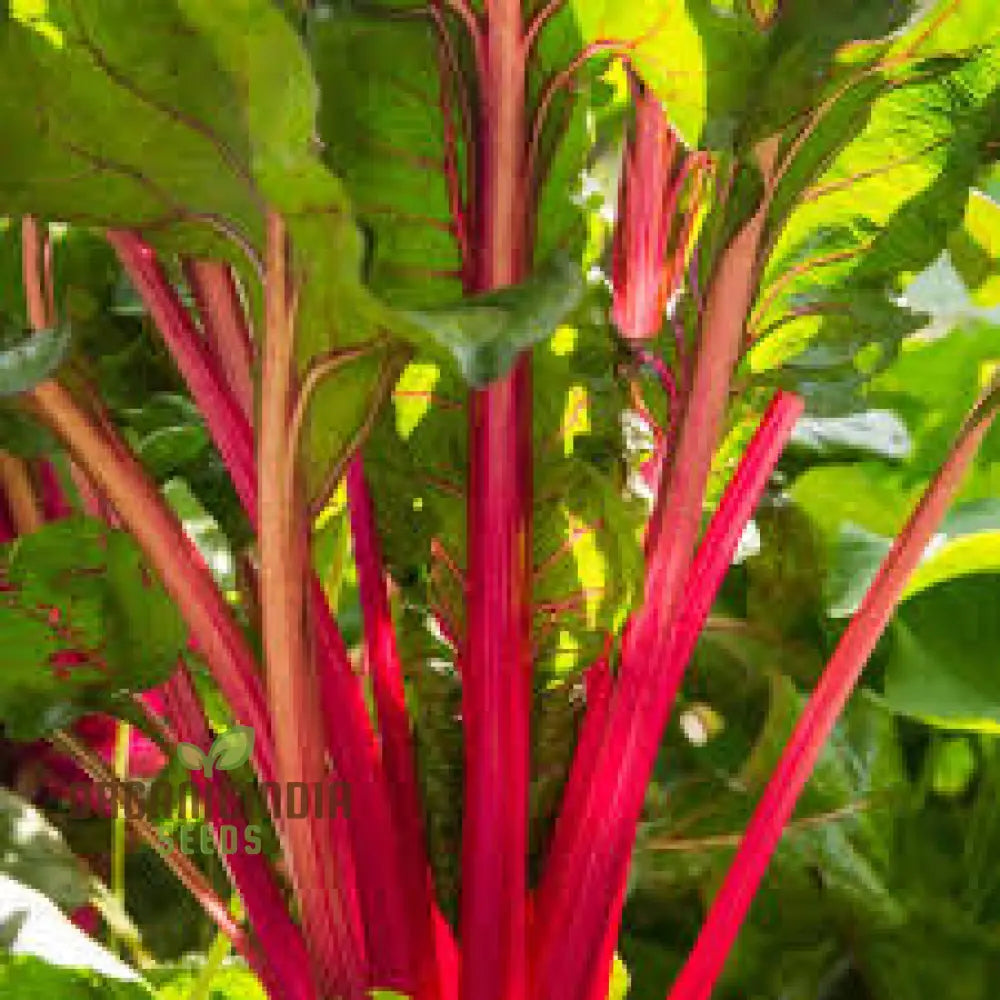 Rhubarb Chard Seeds Packet, Heirloom Non-GMO Vegetable Seeds for Planting