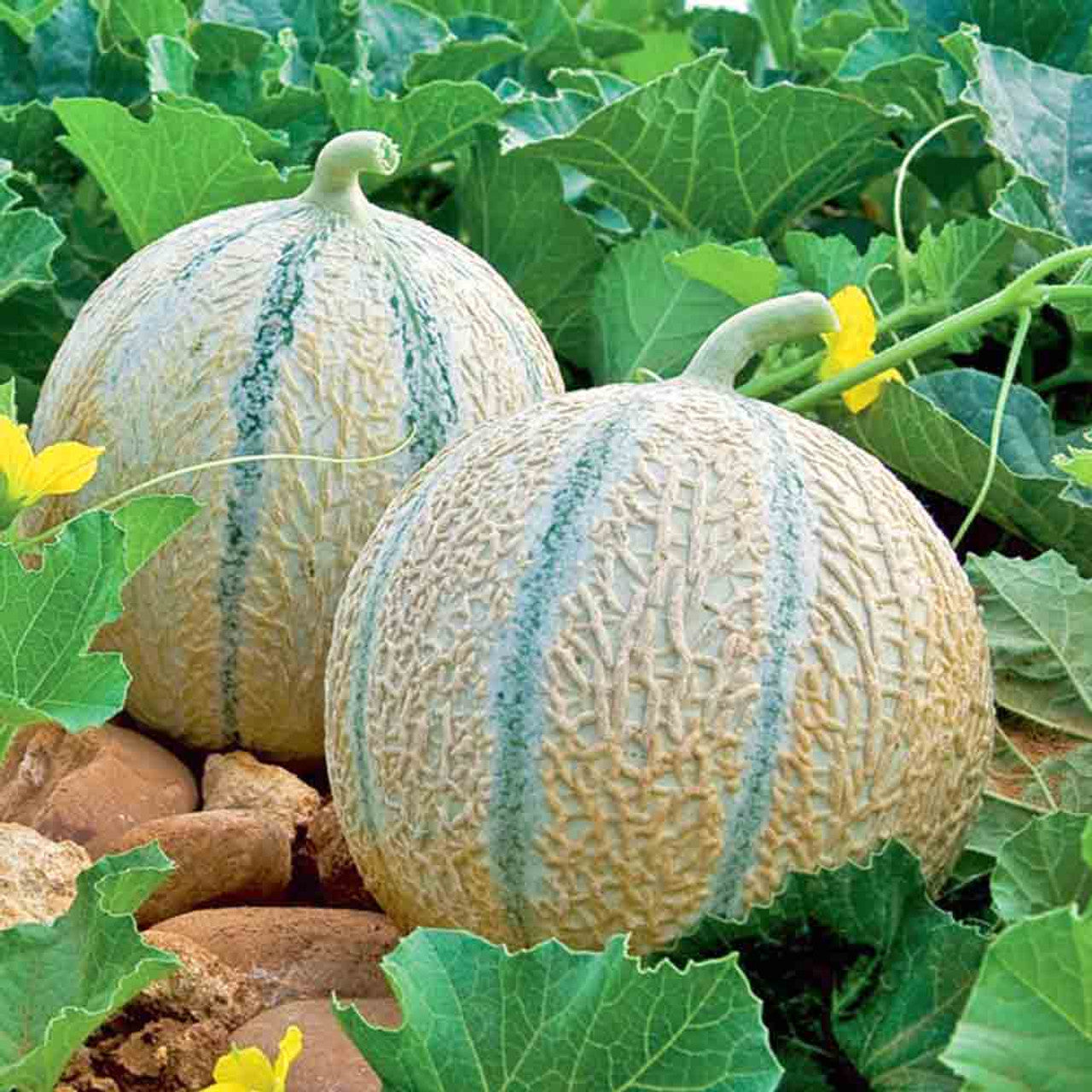 Charentais Melon Seeds for Planting