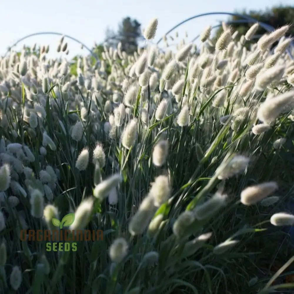Charming Bunny Tails Flower Seeds Enhance Your Garden With Delightful Blossoms Perfect For Planting