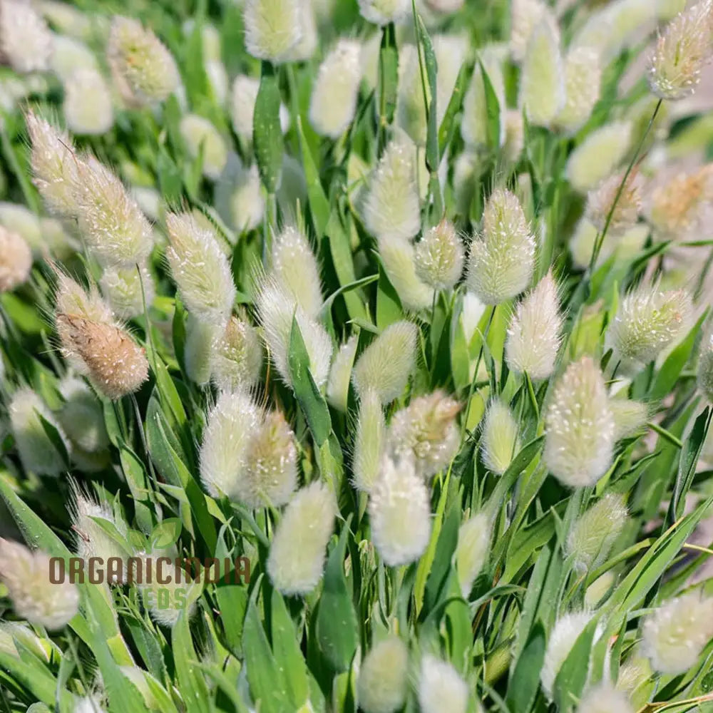 Charming Bunny Tails Flower Seeds Enhance Your Garden With Delightful Blossoms Perfect For Planting