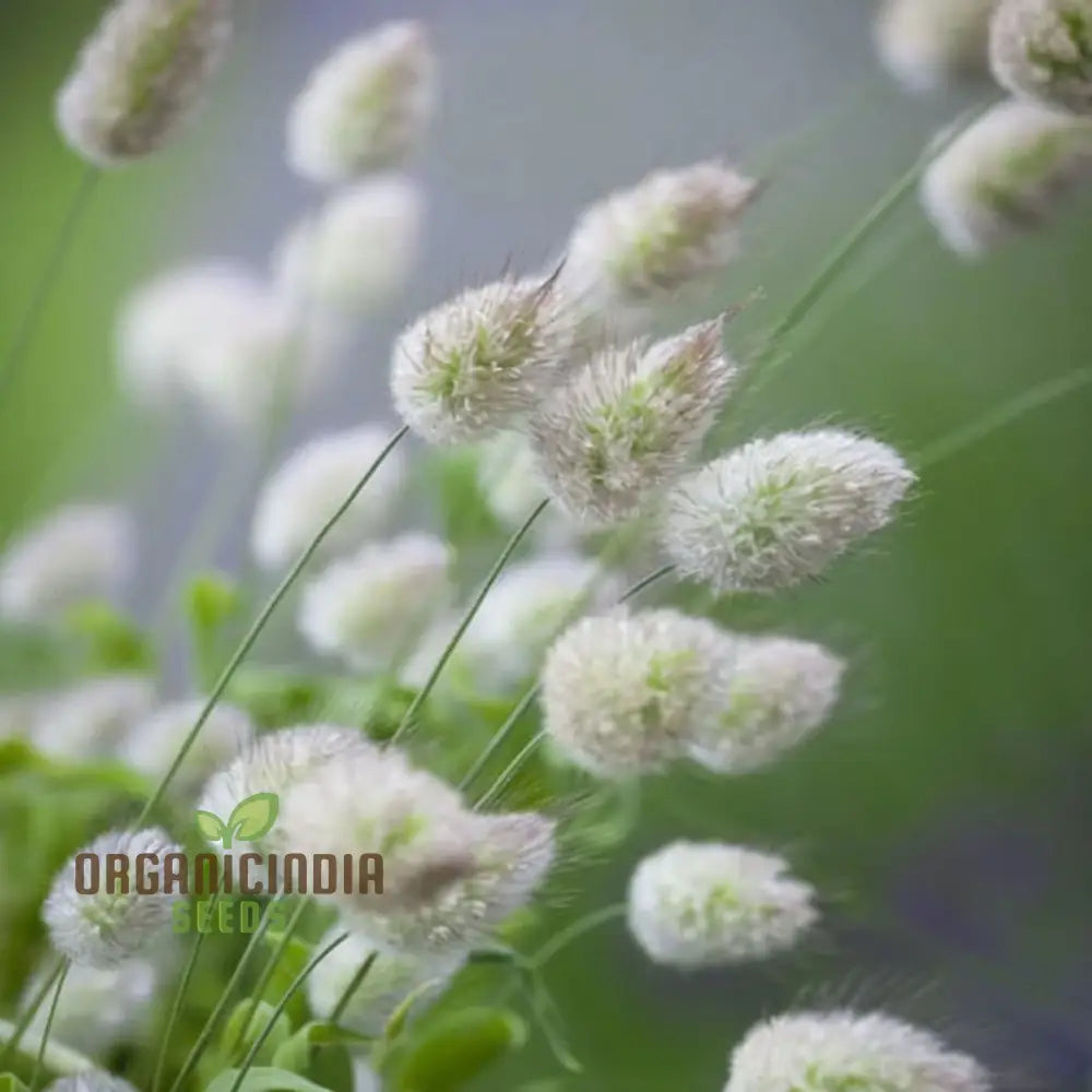 Charming Bunny Tails Flower Seeds Enhance Your Garden With Delightful Blossoms Perfect For Planting