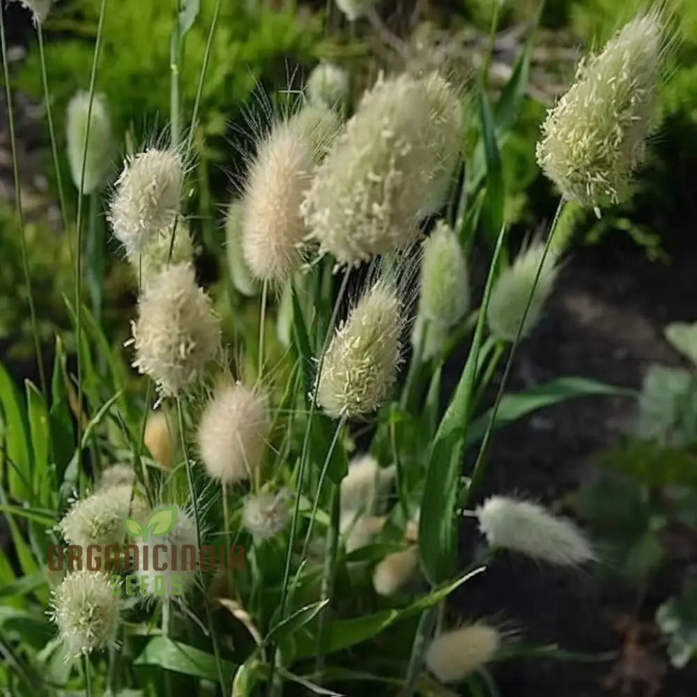 Charming Bunny Tails Flower Seeds Enhance Your Garden With Delightful Blossoms Perfect For Planting