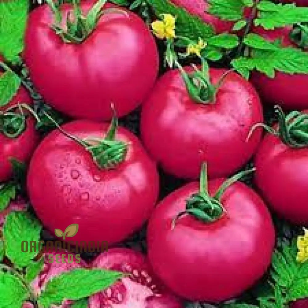 Chef’s Choice Pink F1 Tomato Seeds for Planting Premium Quality