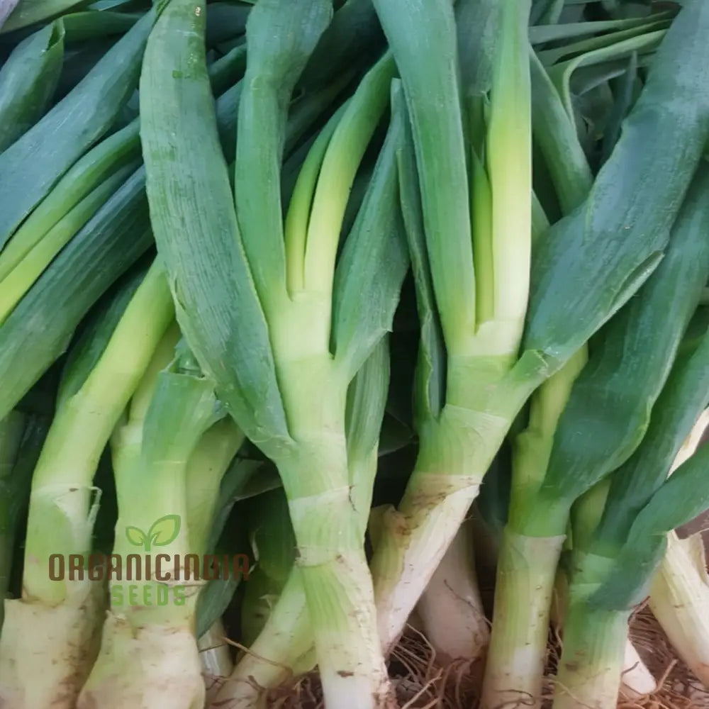 Mature Chef’s White Leek Plant from Seeds, High-Yield Garden Leeks
