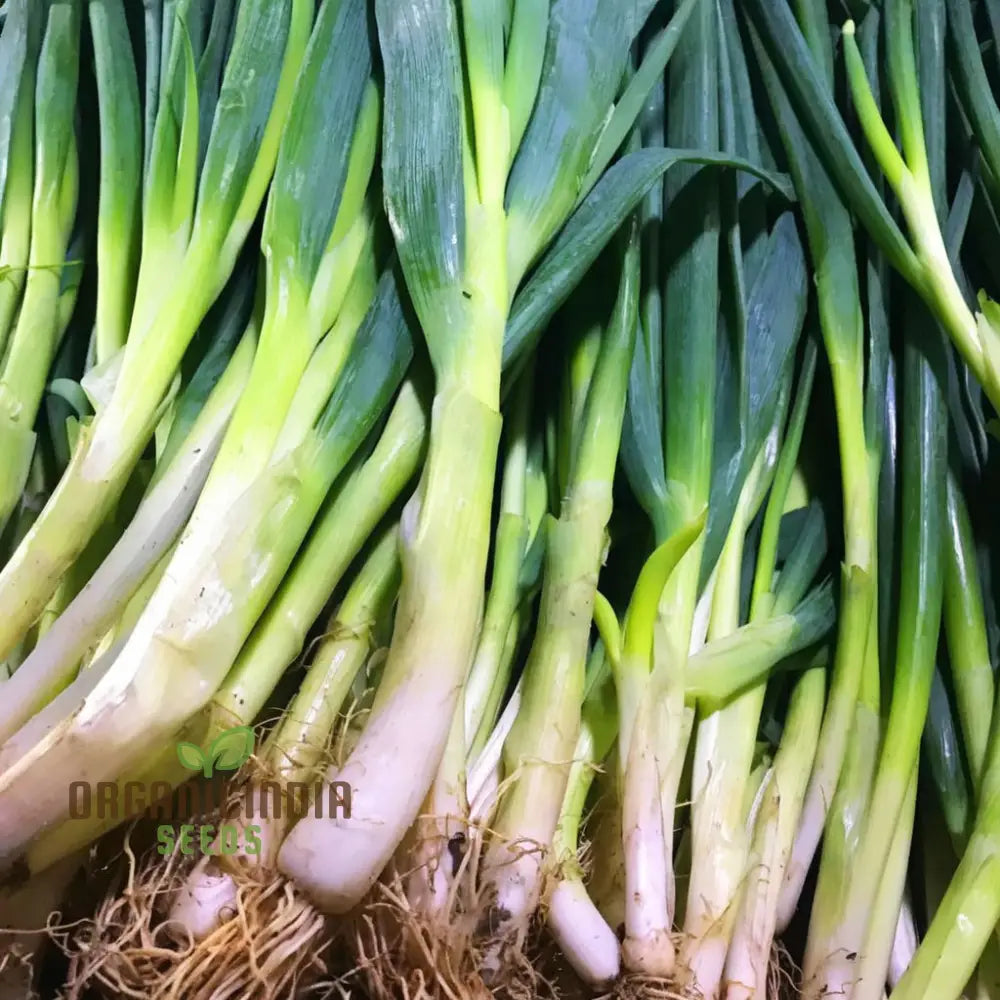 Chef’s White Leek Seeds for Planting, Easy-to-Grow Home Garden Leeks