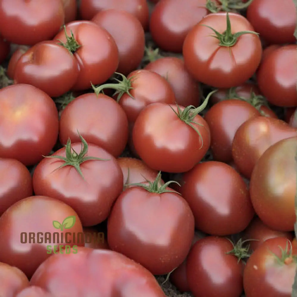 Cherokee Purple Tomato Plant Growing in Container from Seeds, Heirloom Tomato Variety