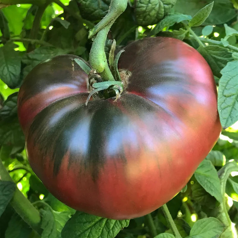Cherokee Purple Tomato Seeds Heirloom Juicy Rich Flavor Variety