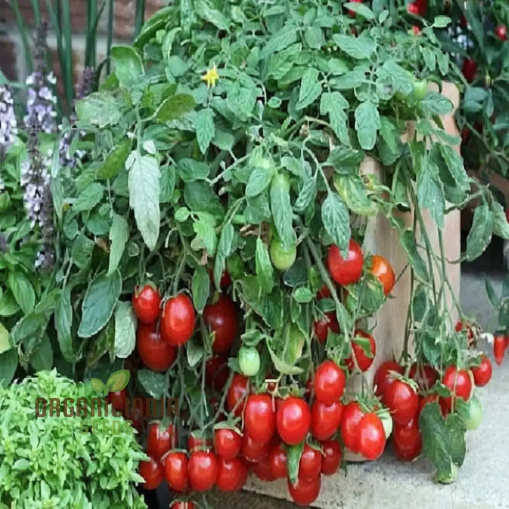 Cherry Falls Tomatoes on Vine from Seeds, Sweet and Juicy Cherry Tomatoes
