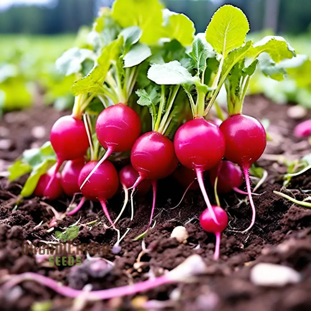 Cherry Radish Seed Close Up for Fast Growing Home Garden