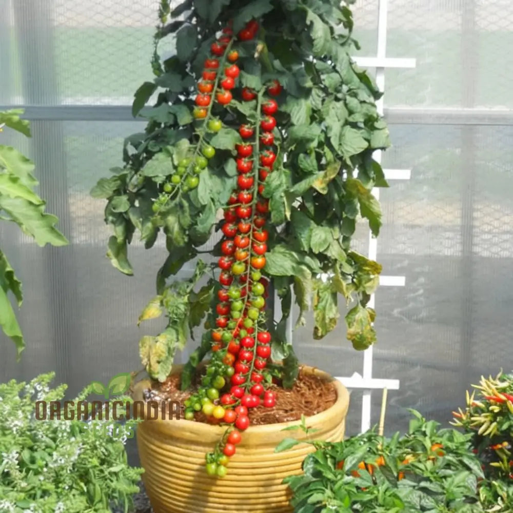 Cherry Rapunzel Tomato Seeds for Planting, Non-GMO Homegrown Vegetable Seeds