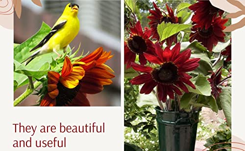 Cherry Sunflower Seeds for Sweet Nutty Seed Harvest