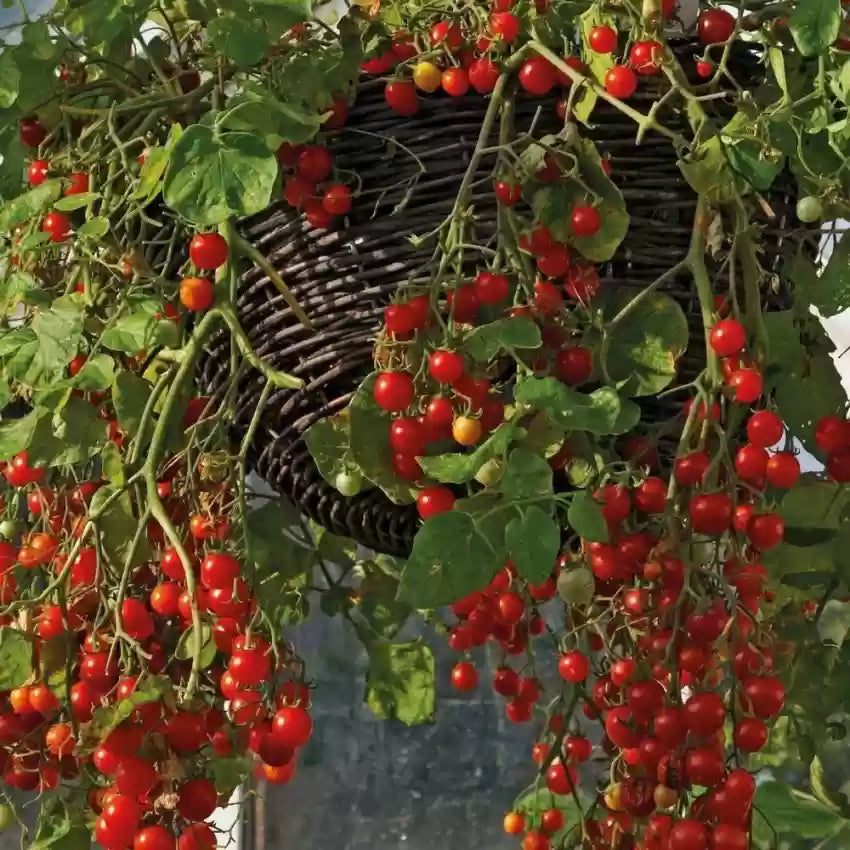 Close-Up of Cherry Rapunzel Tomato Seeds, Non-GMO Vegetable Seeds