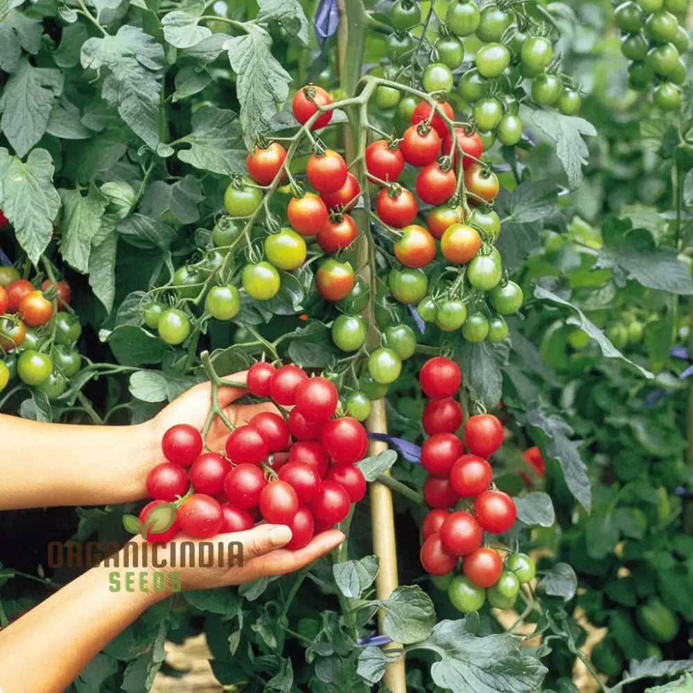 Vining Cherry Rapunzel Tomato Plant from Seeds, Home Garden Vegetable