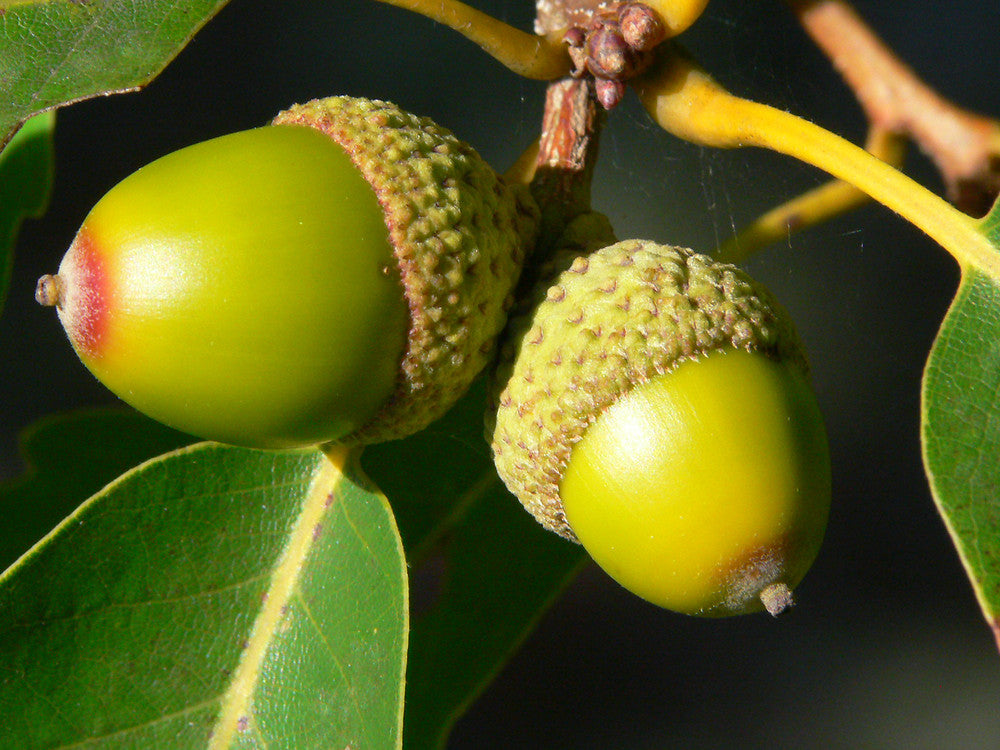 Chestnut Oak Seedlings Emerging from Acorns