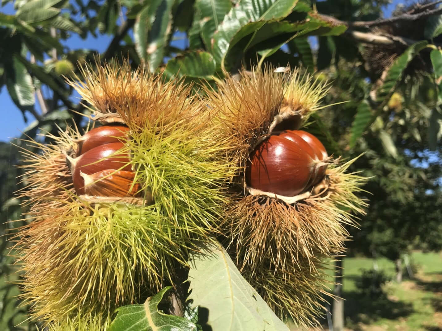 Premium Quality Chestnut Tree Seeds for Gardeners