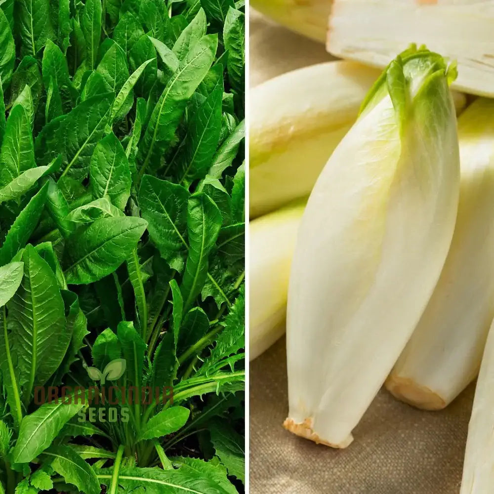 Chicory Brussels Witloof Seeds for Home Garden, Heirloom Non-GMO Seeds