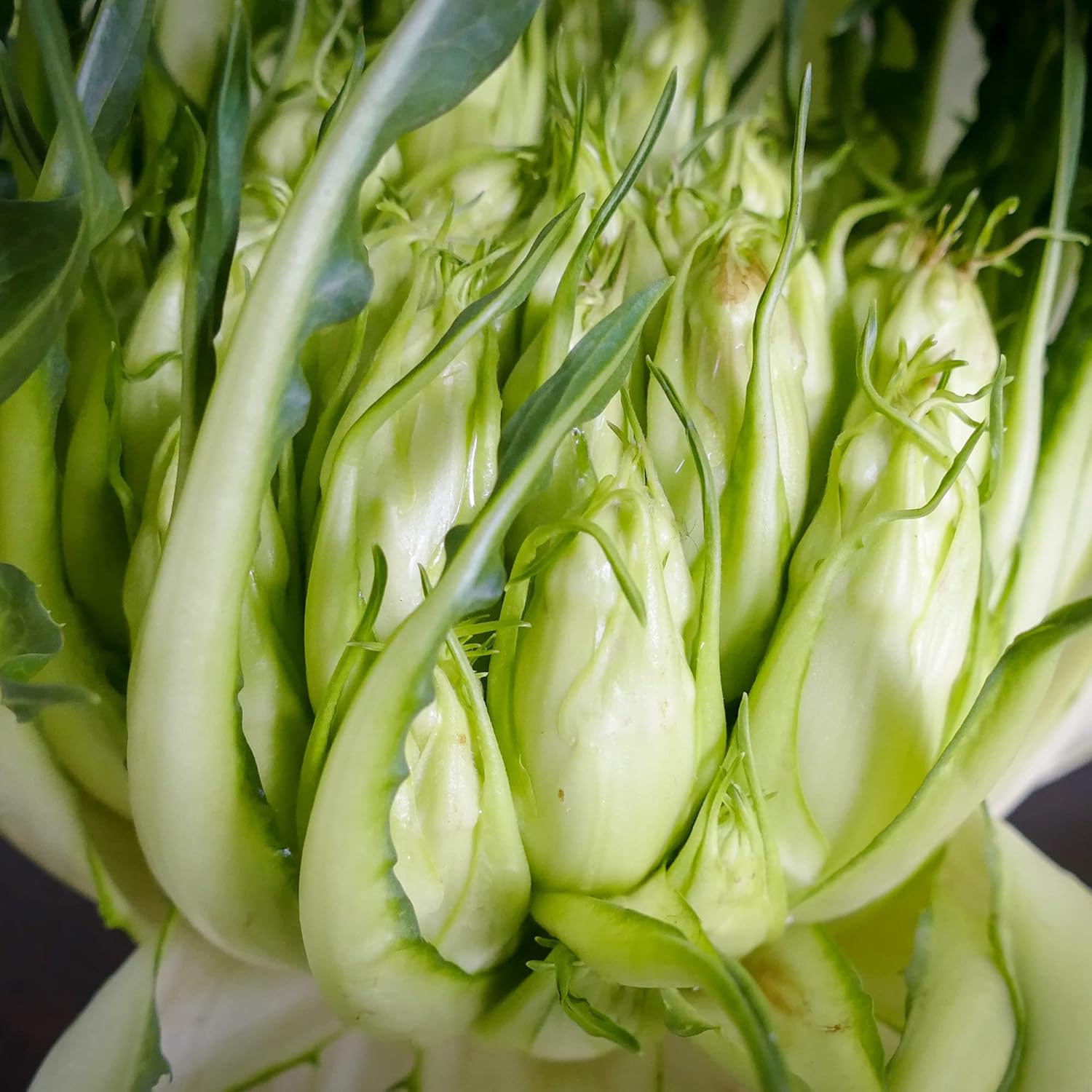 Closeup of Catalogna Chicory Leaves, Crisp and Hardy Italian Greens