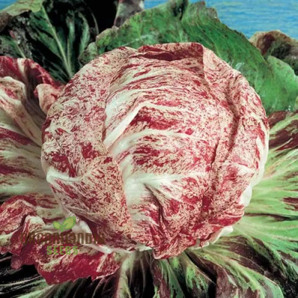 Cicoria de Chioggia Chicory Seedling, Easy-to-Grow Leafy Green Seeds